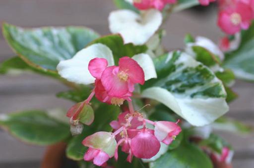 B. ‘Frillies’